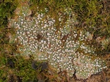 Pertusaria amara f. amara image