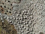 Pertusaria multipunctoides image