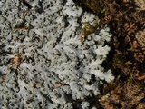 Heterodermia speciosa image