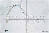 Guepiniopsis buccina image