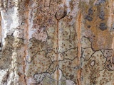 Lecidea varians image