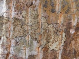 Lecidea varians image