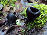 Plectania melastoma image