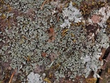 Cladonia petrophila image
