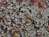 Cladonia petrophila image