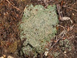 Cladonia caespiticia image