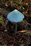 Entoloma virescens image