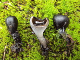 Plectania melastoma image