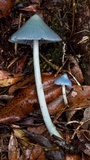 Entoloma virescens image