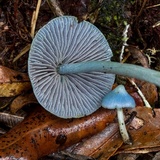 Entoloma virescens image