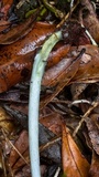 Entoloma virescens image