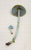 Entoloma virescens image