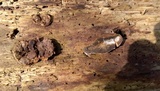 Reticularia lycoperdon image