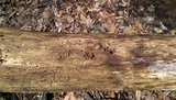 Reticularia lycoperdon image