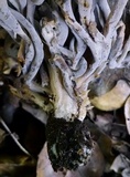 Clavulina cinerea image