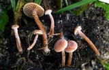 Tubaria conspersa image