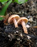 Tubaria conspersa image