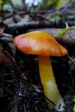 Hygrocybe aurantiosplendens image