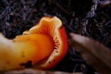 Hygrocybe aurantiosplendens image