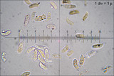 Guepiniopsis buccina image