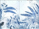 Hysterobrevium smilacis image