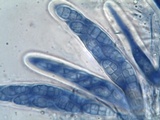 Hysterobrevium smilacis image