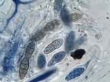 Hysterobrevium smilacis image