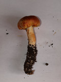 Cortinarius rubicundulus image