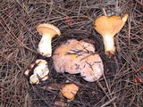 Cantharellus roseocanus image