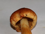Cortinarius rubicundulus image