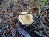 Floccularia albolanaripes image
