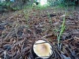Floccularia albolanaripes image