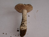 Amanita baccata image