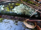 Flavopunctelia flaventior image