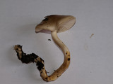 Hygrophorus agathosmus image