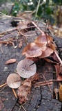 Mycena maculata image