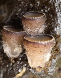 Pseudombrophila cervaria image