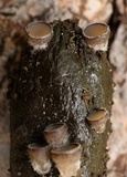 Pseudombrophila cervaria image