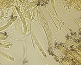 Pseudombrophila cervaria image