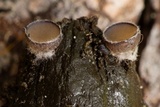 Pseudombrophila cervaria image