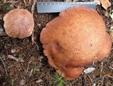 Sarcodon leucopus image