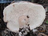 Sarcodon leucopus image