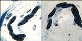 Hysterium angustatum image