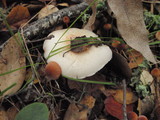 Agaricus semotus image