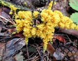 Fuligo septica image