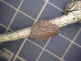 Exidia uvapassa image