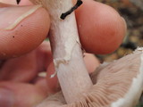 Agaricus semotus image