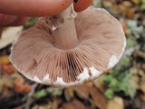 Agaricus semotus image