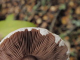 Agaricus semotus image