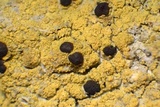 Pyrrhospora quernea image